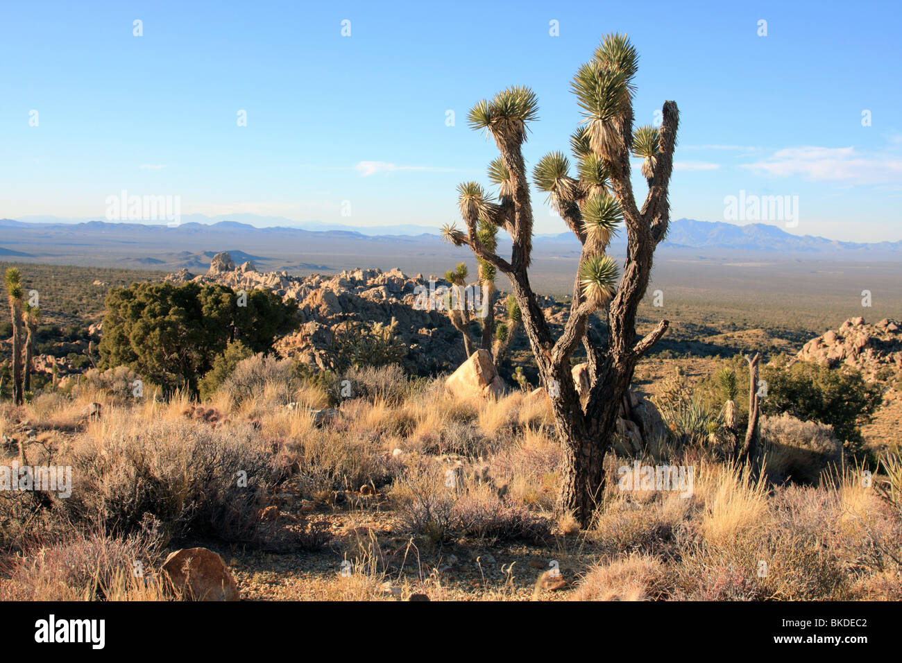 Au sommet de Joshua Tree Teutonia pic dans la Mojave National Preserve. Banque D'Images