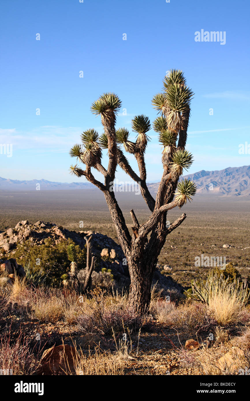 Joshua Tree se trouve au sommet d'Teutonia pic dans la réserve nationale de Mojave. Banque D'Images