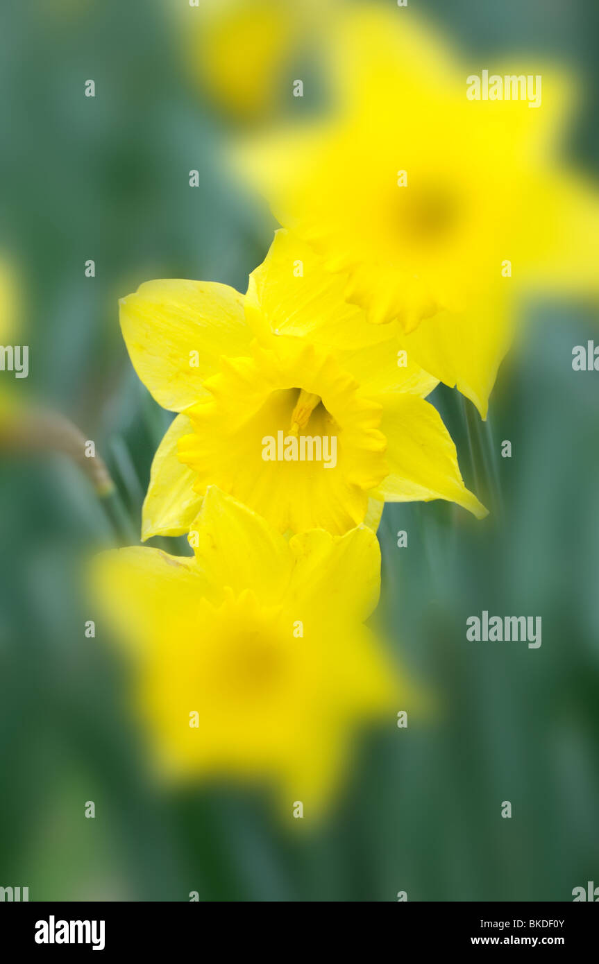 Jonquilles en close-up Banque D'Images