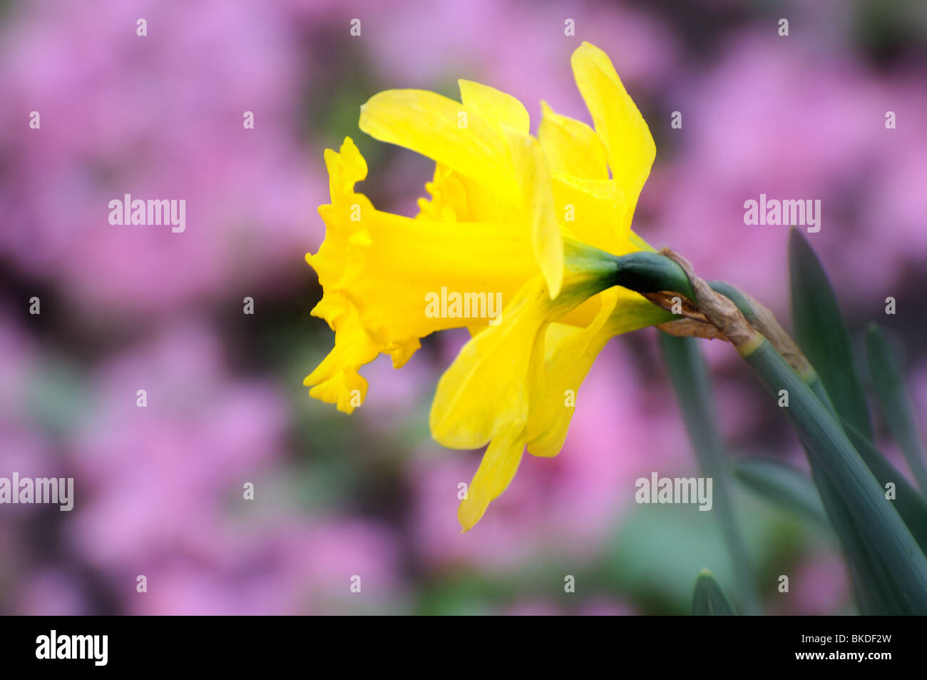 Jonquilles en close-up contre fond violet Banque D'Images