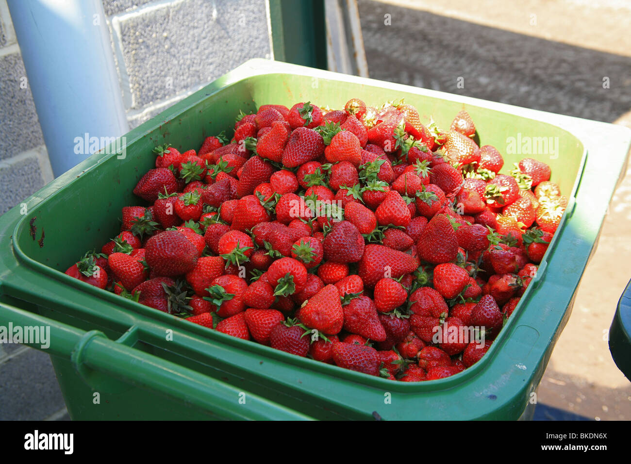 Un bac de rejeter et sous-standard fruit sur une ferme de fraises près de Bridgwater, Somerset, England, UK Banque D'Images