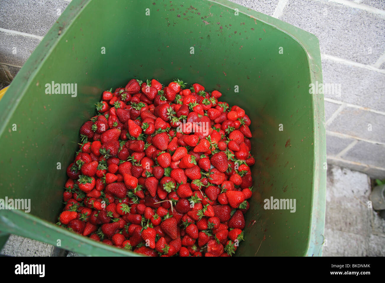 Un bac de rejeter et sous-standard fruit sur une ferme de fraises près de Bridgwater, Somerset, England, UK Banque D'Images