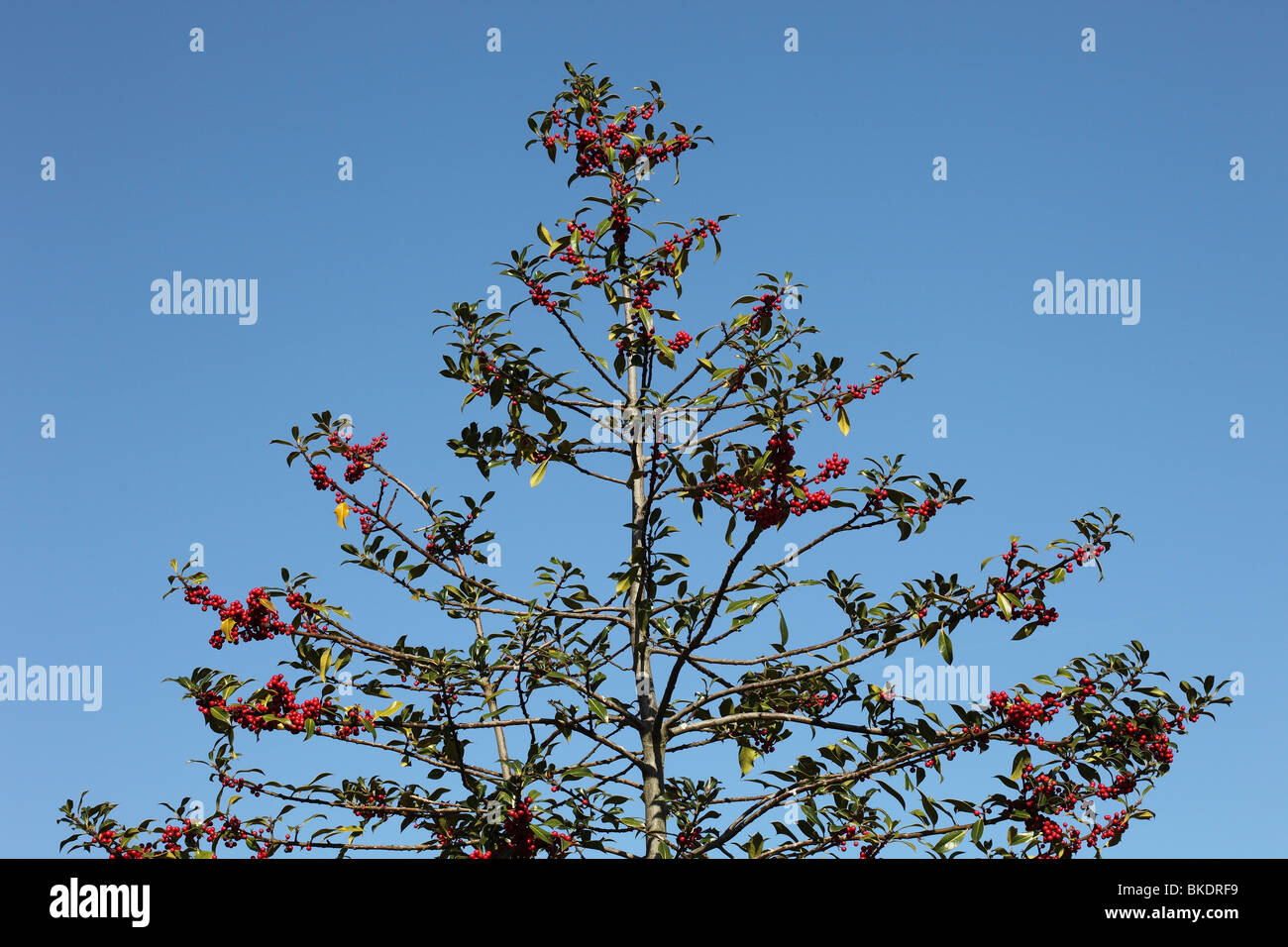 Holly Tree en Berry Banque D'Images