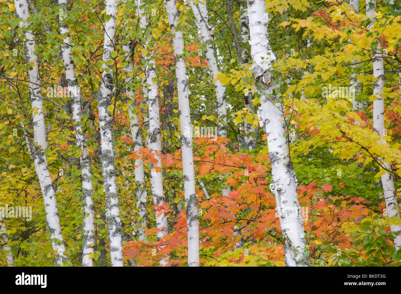 - Couleur d'automne des érables et bouleaux péninsulaire supérieur Michigan, USA LA004535 Banque D'Images