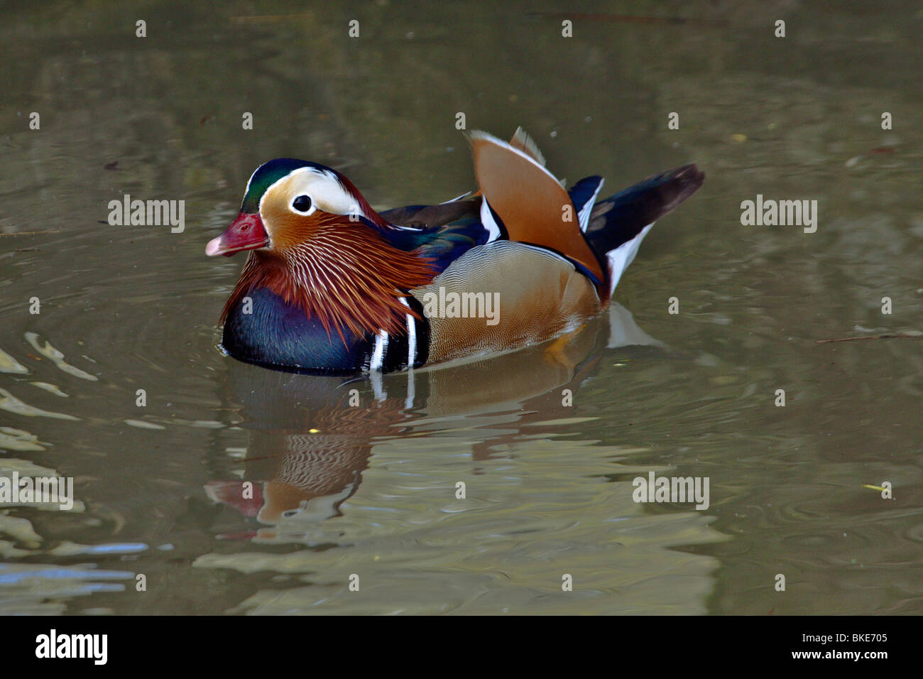 Canard mandarin Banque D'Images