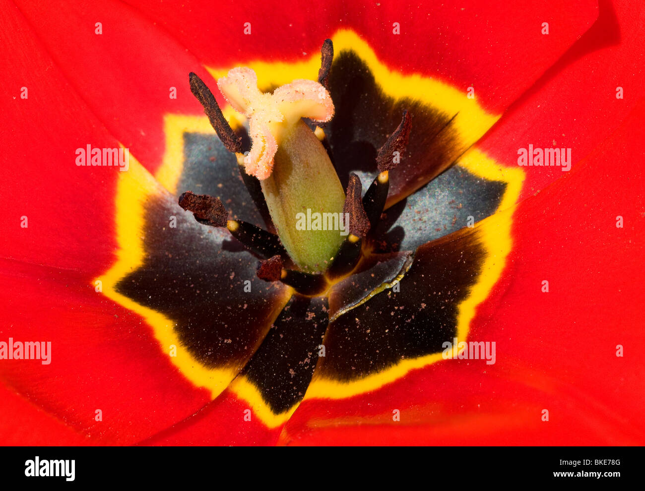 Close up of tulip flower Banque D'Images