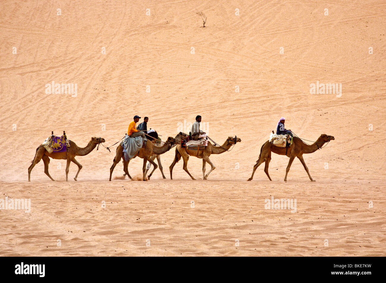 Dromadaires montés dans le désert , Wadi Rum , Jordanie Banque D'Images