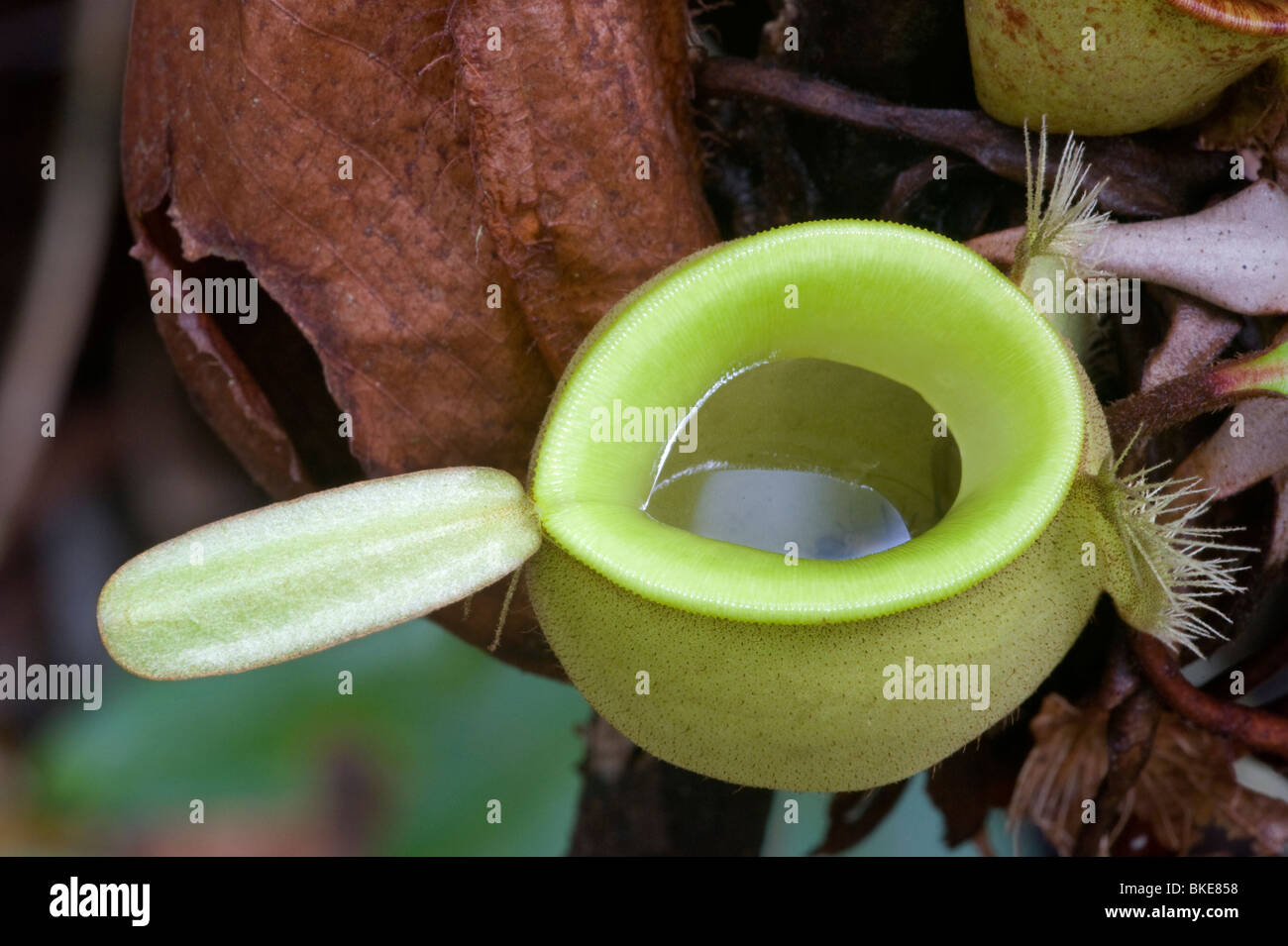 La sarracénie dans la forêt tropicale, Bornéo Banque D'Images