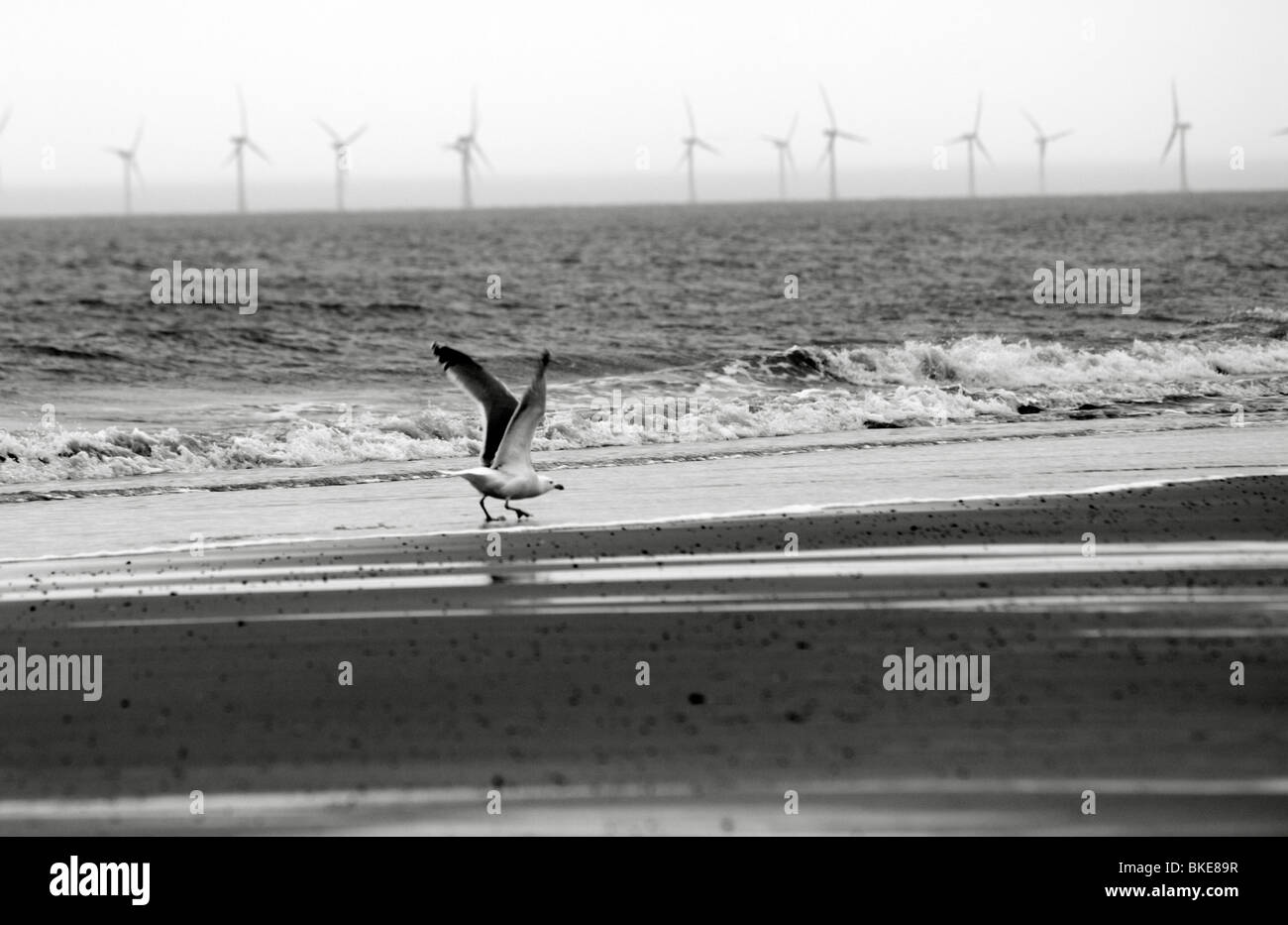 Seagull sur plage avec parcs offshore,Norfolk East Anglia, Royaume-Uni Banque D'Images
