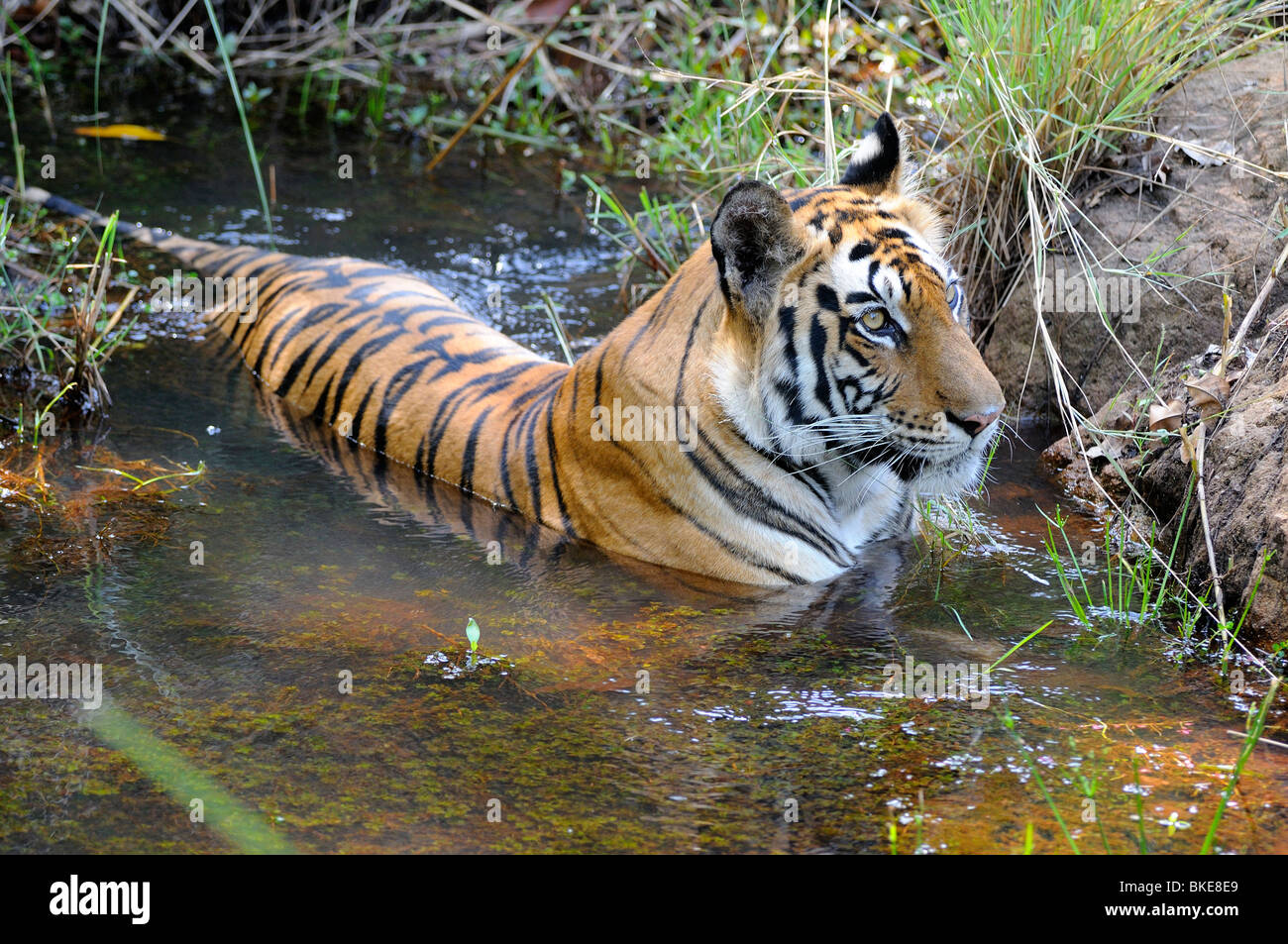 Tigre du Bengale, Panthera tigris tigris Banque D'Images