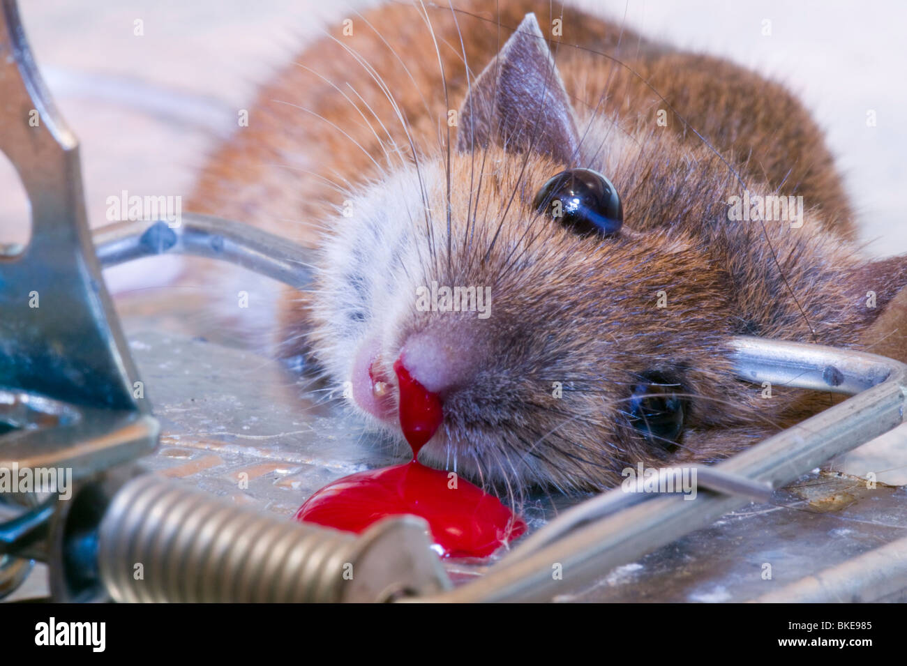 Une souris prise dans un piège Banque D'Images