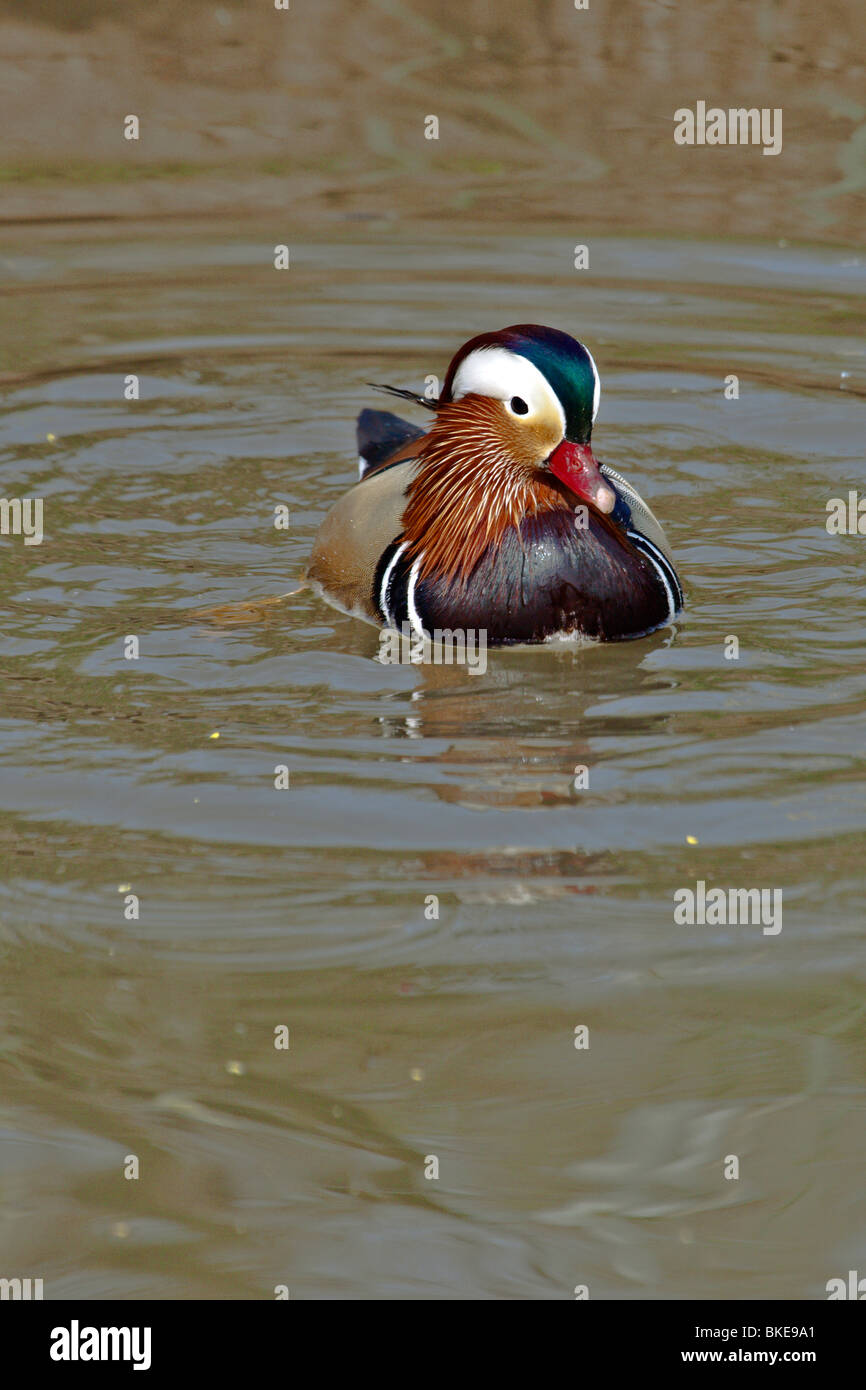 Canard mandarin Banque D'Images