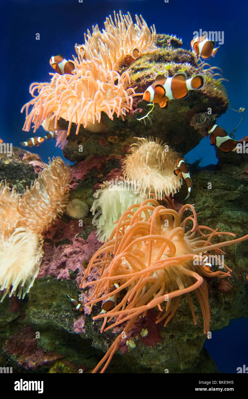 L'Afrique du Sud, l'Aquarium de Cape Town, Victoria Albert Waterfront, Banque D'Images