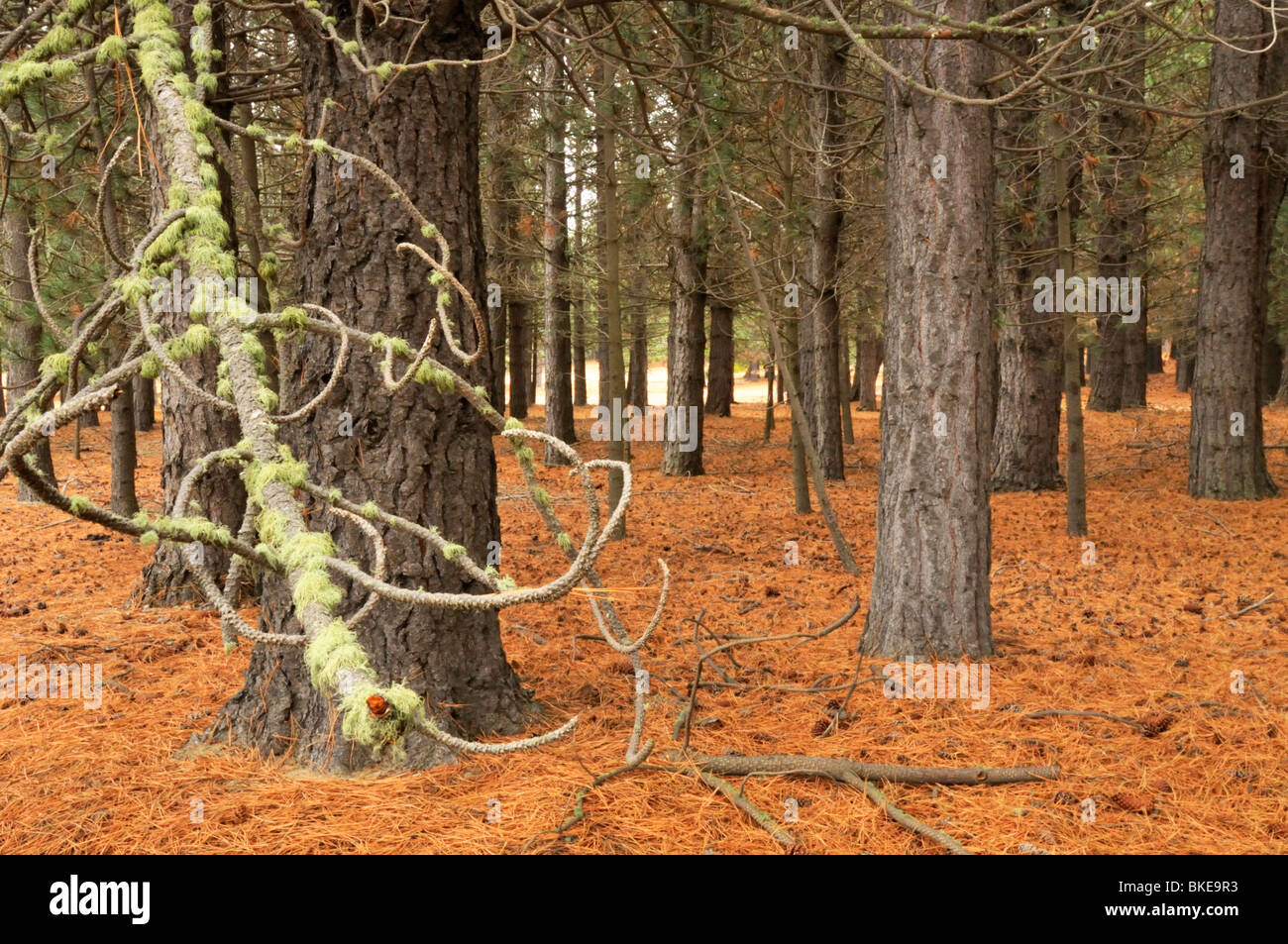 Forêt de pins, Tekapo, Nouvelle-Zélande. Banque D'Images