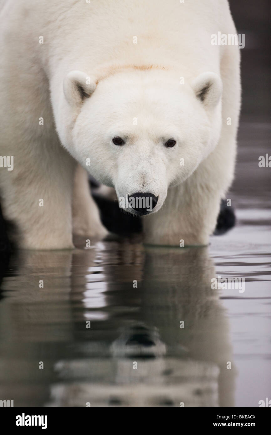 La Norvège, Svalbard, l'ours polaire (Ursus maritimus) Comité permanent en eau peu profonde le long des côtes de l'île sur soirée brumeuse Malmgren Banque D'Images