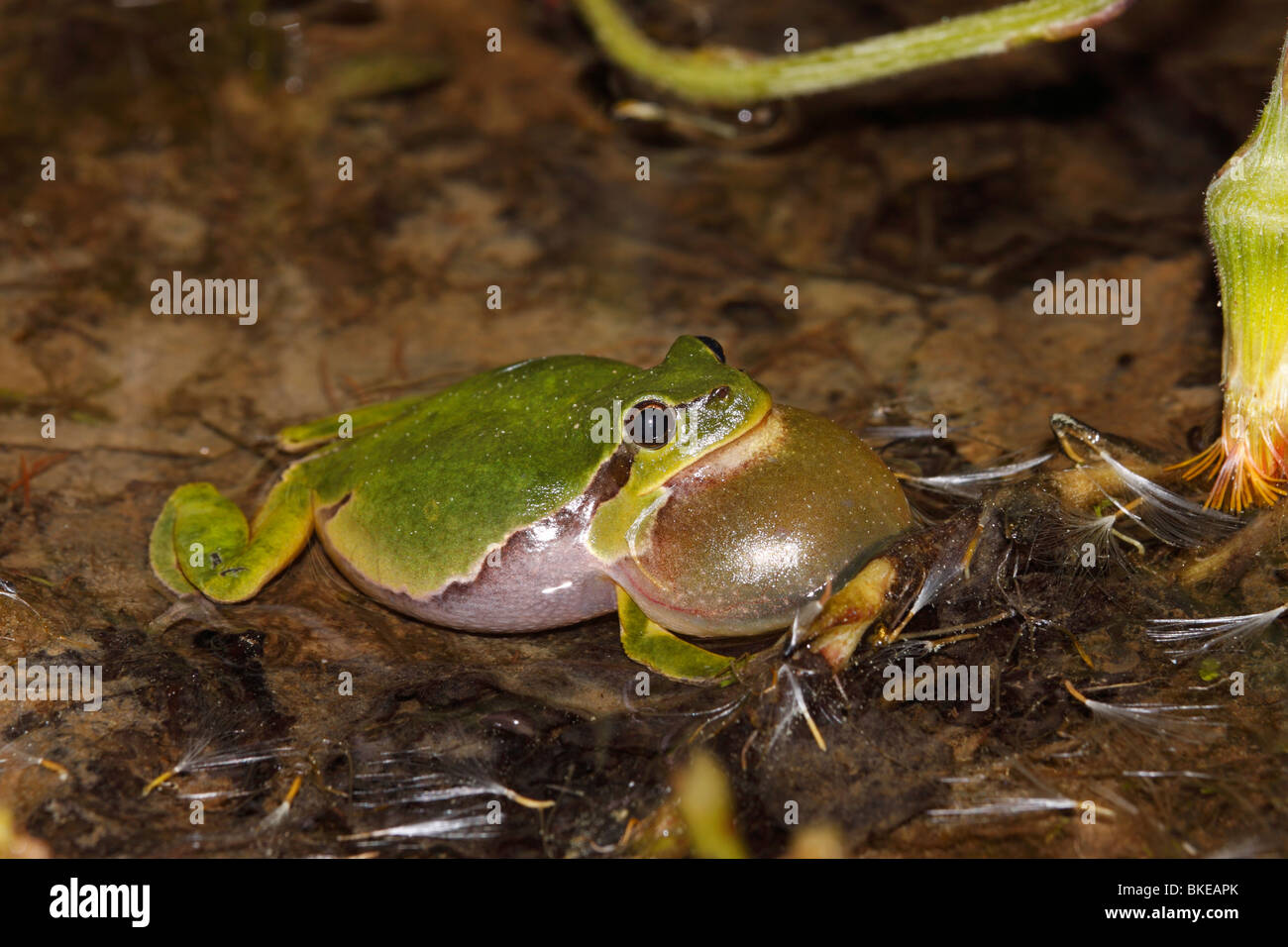 Europäischer Laubfrosch Hyla arborea rainette européenne Banque D'Images