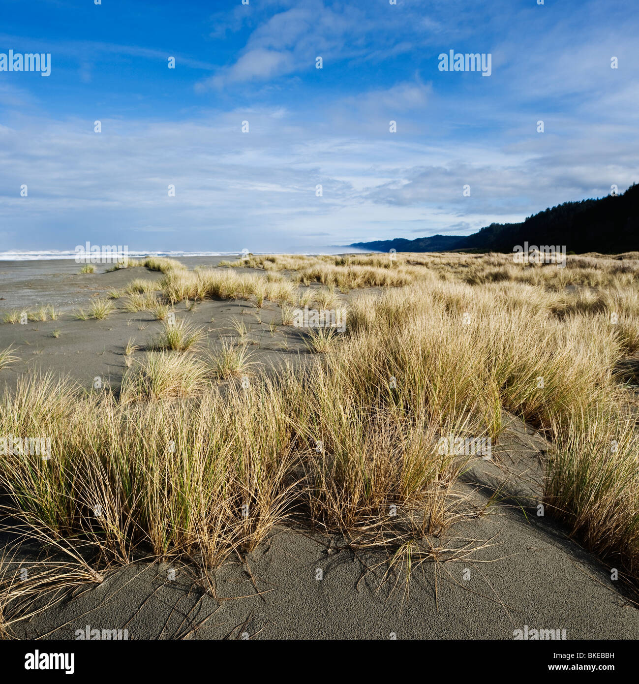 L'herbe des dunes, falaises, plage d'Or Prairie Creek Redwoods State Park, Californie Banque D'Images