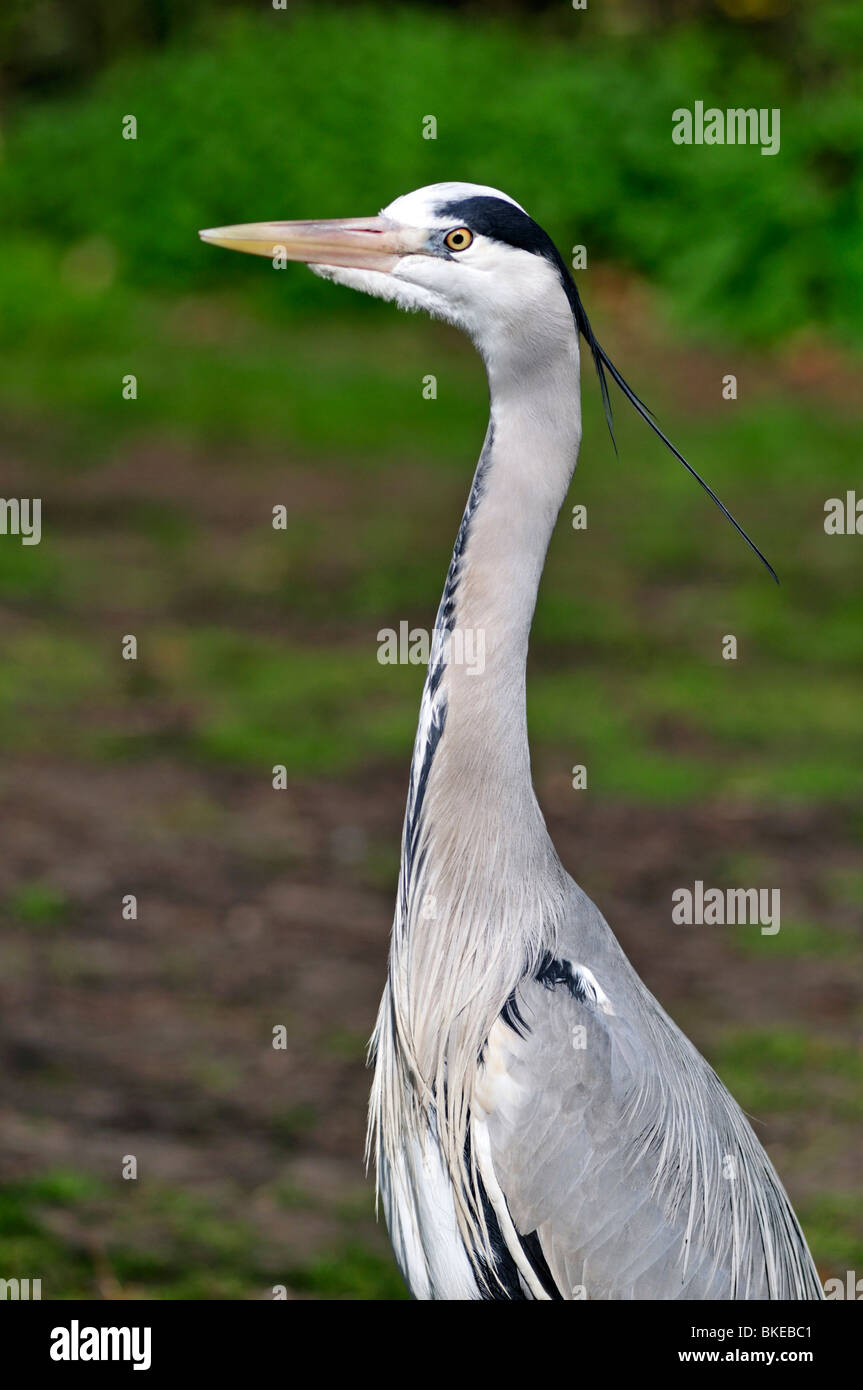 Héron cendré (Ardea cinerea), Regents Park, Londres, Royaume-Uni Banque D'Images