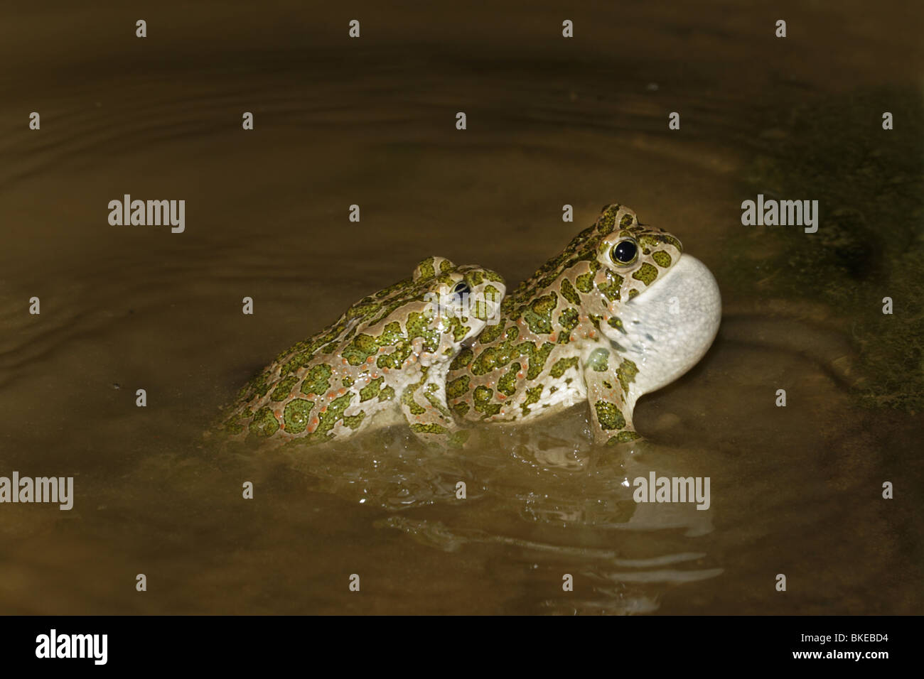 Wechselkröte, Kröte, Frosch, Européen, verte, crapaud Bufo viridis, Banque D'Images