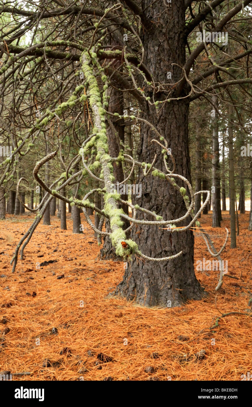 Forêt de pins, Tekapo, Nouvelle-Zélande. Banque D'Images