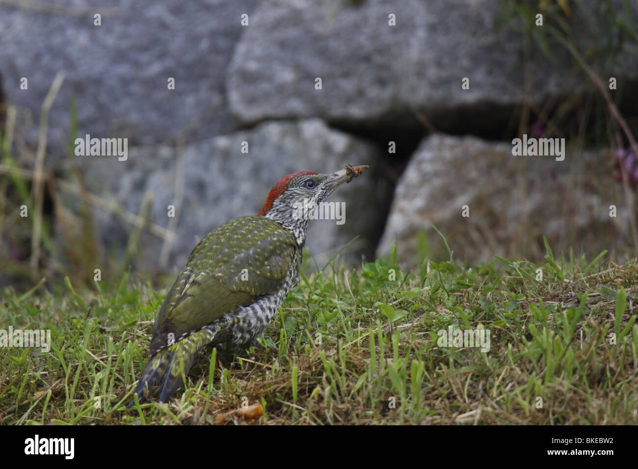 Grünspecht pic vert, Picus viridis, Banque D'Images