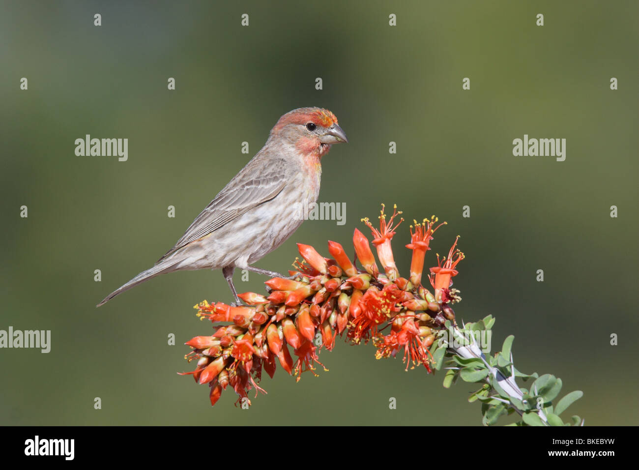 Roselin familier mâle sur l'ocotillo fleurs. Banque D'Images