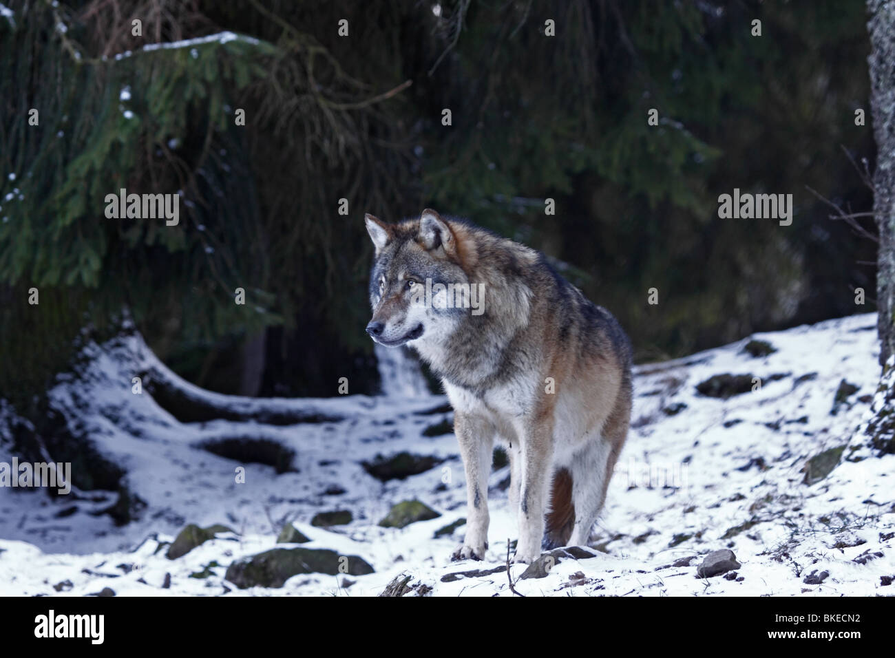 Le loup, Canis lupus, Raubtier, hiver, schnee Banque D'Images