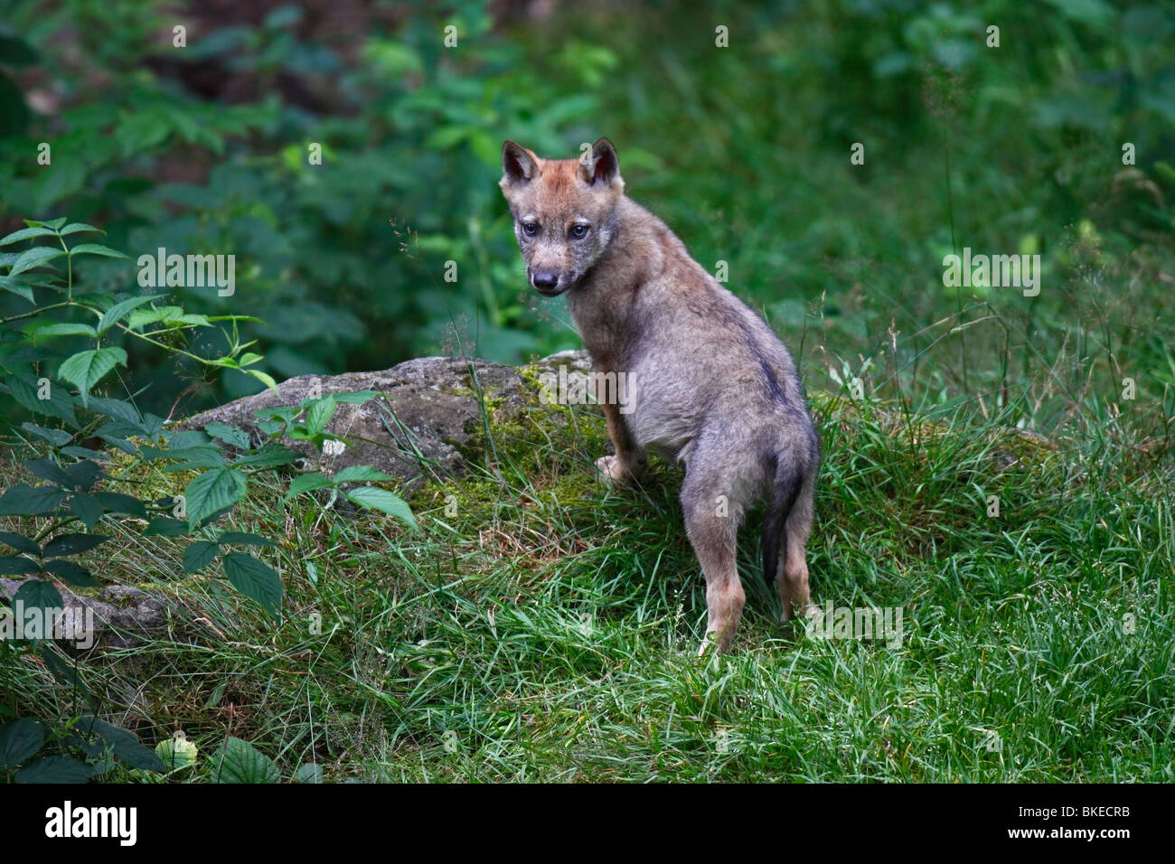 Le loup, Canis lupus, Jung, welpe, jungtier Banque D'Images