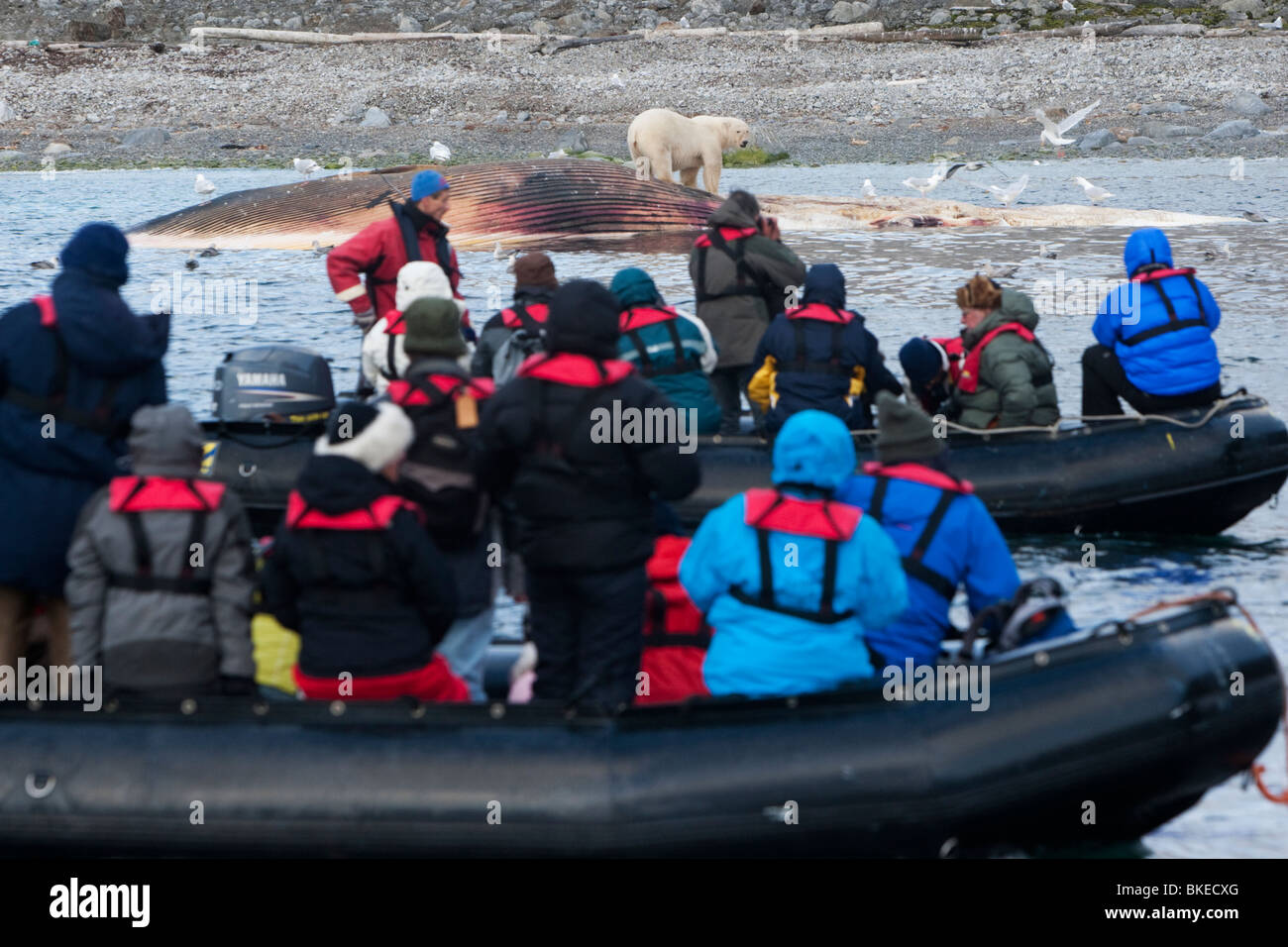 La Norvège, l'île de Spitsbergen, Svalbard, les touristes en bateaux gonflables Zodiac watch l'alimentation de l'ours polaire sur la carcasse des morts Rorqual commun Banque D'Images