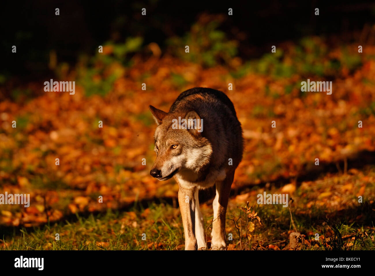 Le loup, Canis lupus, dans la chaude lumière Banque D'Images