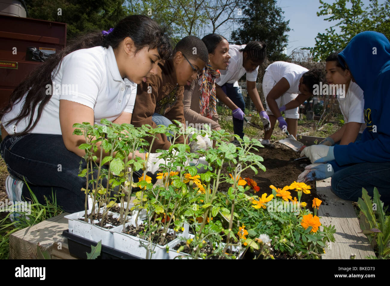 Sixième année célébrer le 40e anniversaire du Jour de la terre la plantation de fleurs et de plants de tomates et d'autres activités à New York Banque D'Images