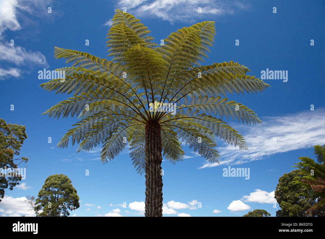 Fougère arborescente, Sarah Island (culpabilité historique Station), Port Maquarie, dans l'ouest de la Tasmanie, Australie Banque D'Images