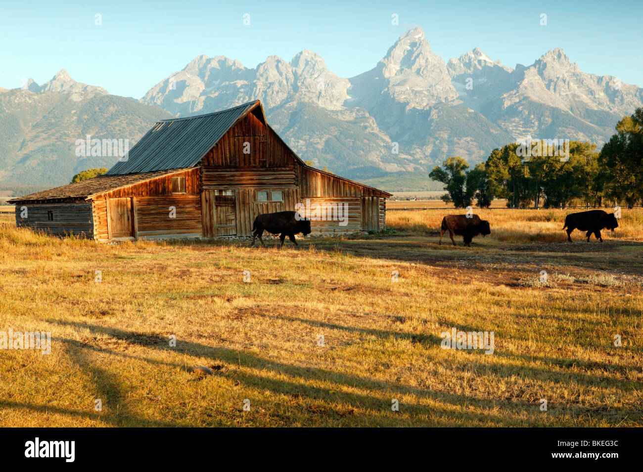 Grange et Grand Teton Banque D'Images