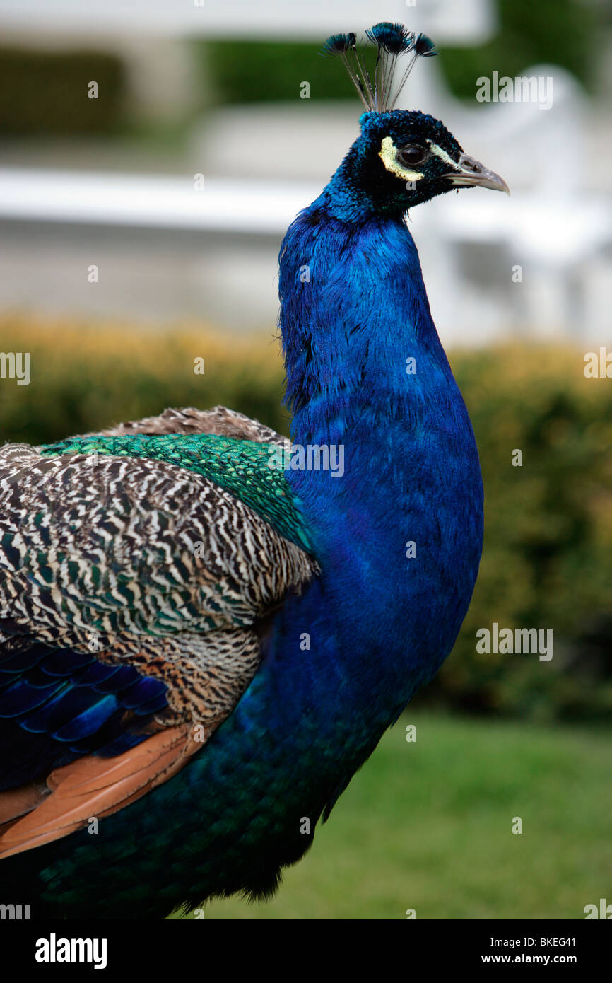 Belle Peacock Banque D'Images