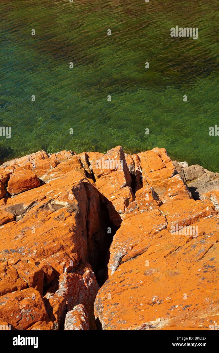 Lichen orange sur les rochers, West Point, le nord-ouest de la Tasmanie, Australie Banque D'Images
