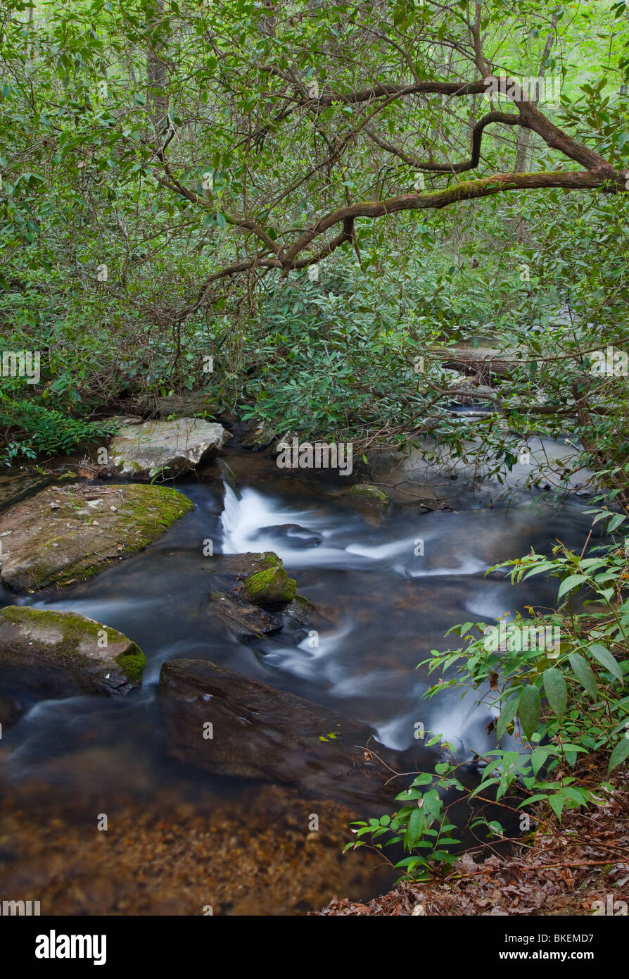 Licklog Creek, Andrew Pickens Ranger District, Sumter National Forest, Caroline du Sud Banque D'Images