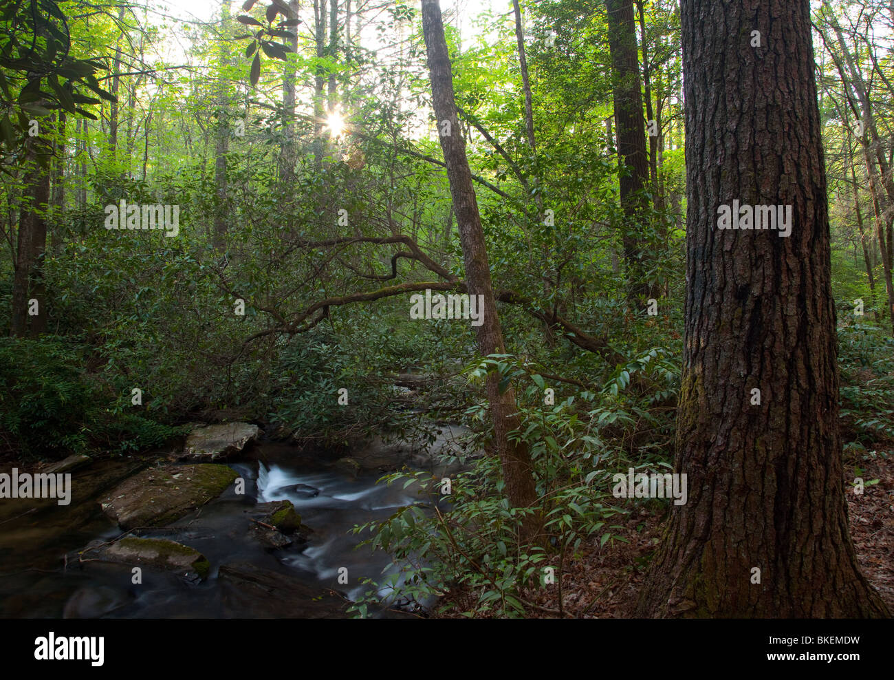 Licklog Creek, Andrew Pickens Ranger District, Sumter National Forest, Caroline du Sud Banque D'Images