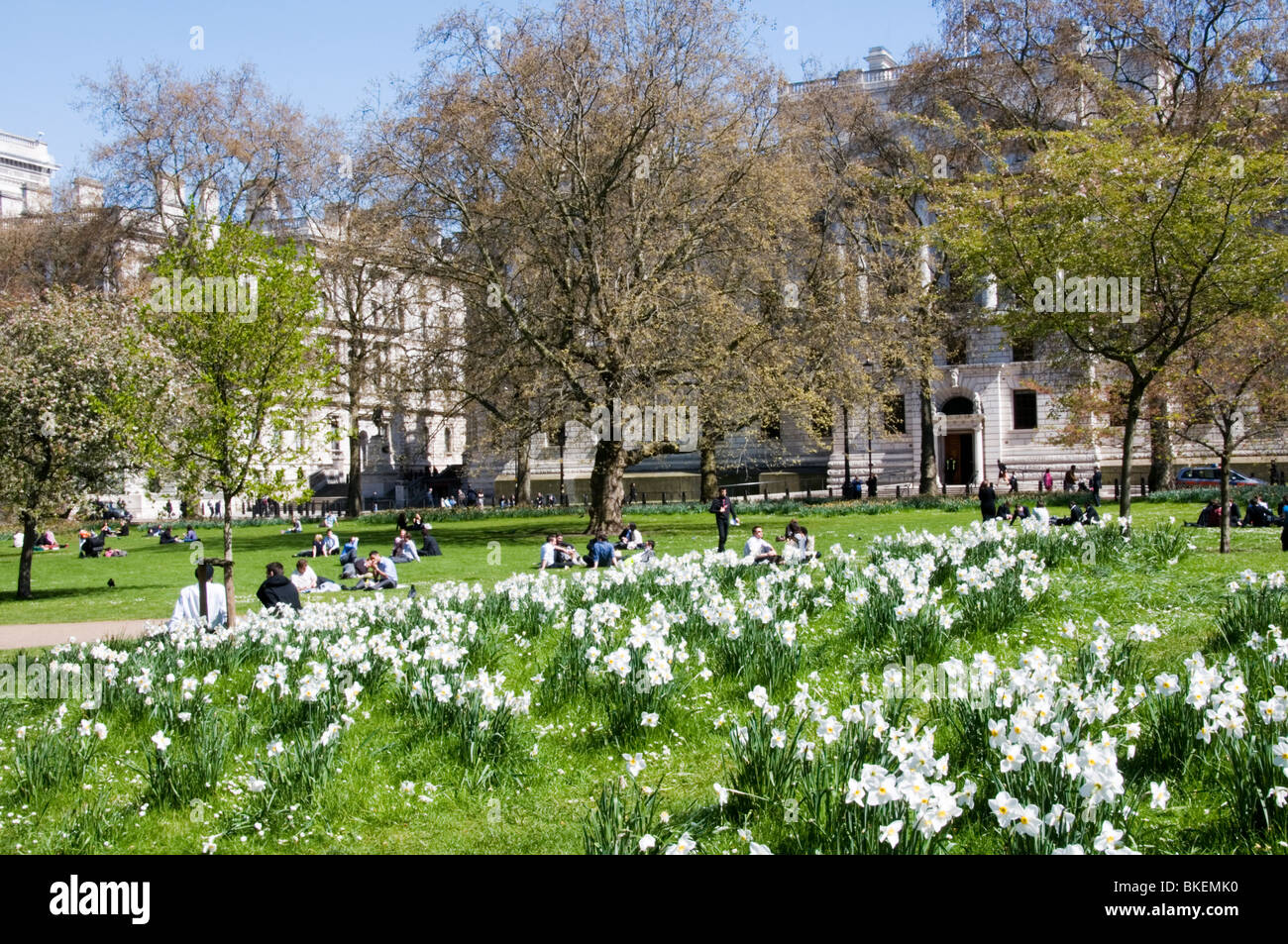 Les employés de bureau Profitez d'avril hors saison soleil du printemps en face de jonquilles à St James' Park, Londres Banque D'Images