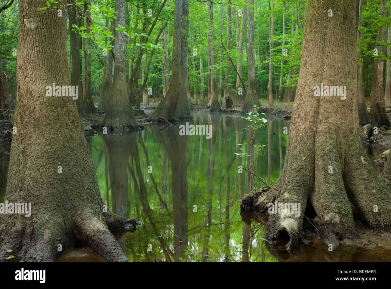 Cedar Creek et les vieilles forêts de plaine, Congaree National Park, Caroline du Sud Banque D'Images