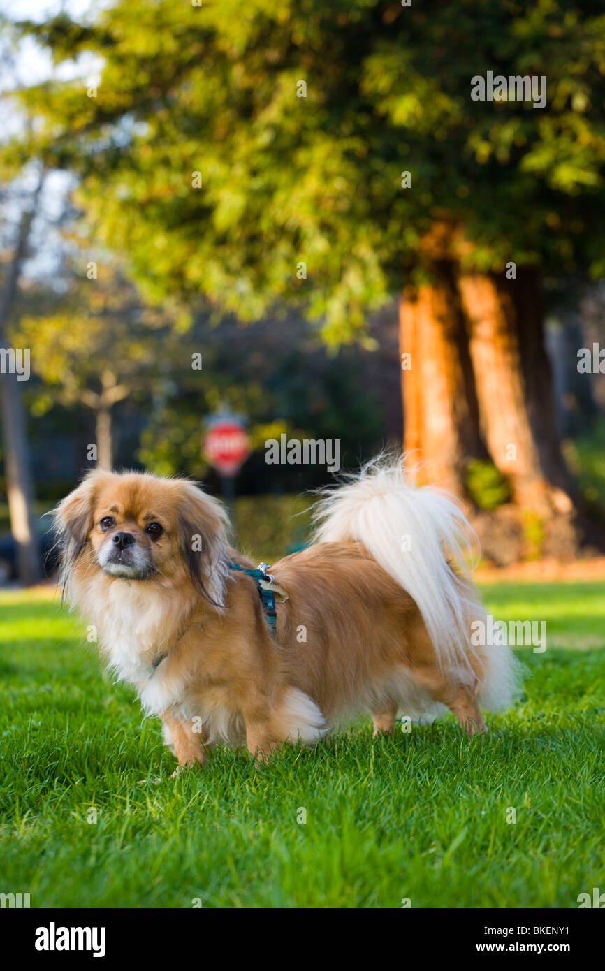 Tibetan Spaniel chien Banque D'Images