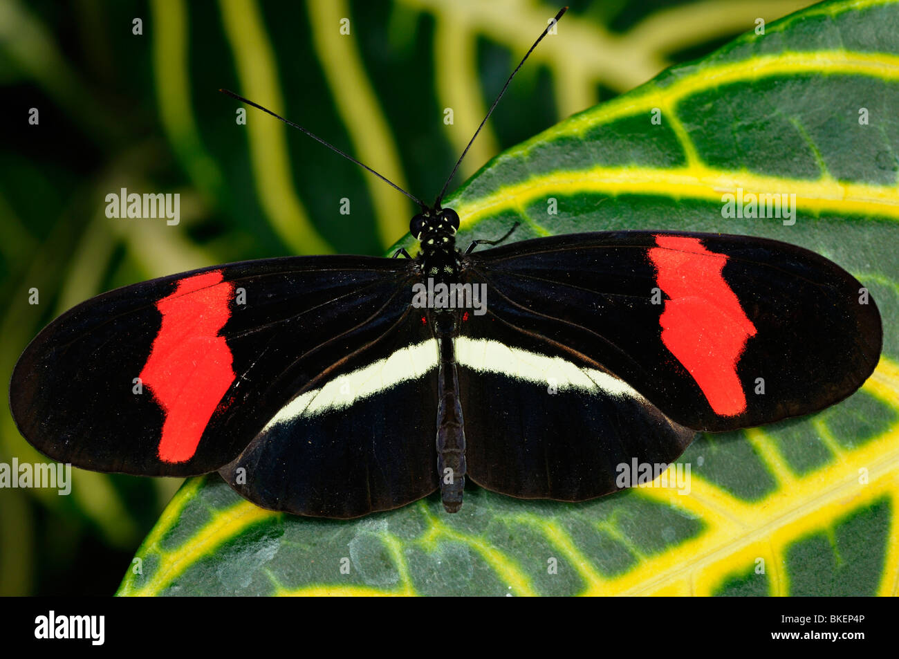 Postman red heliconius erato papillon sur sanchezia nobilis feuilles des plantes tropicales Banque D'Images