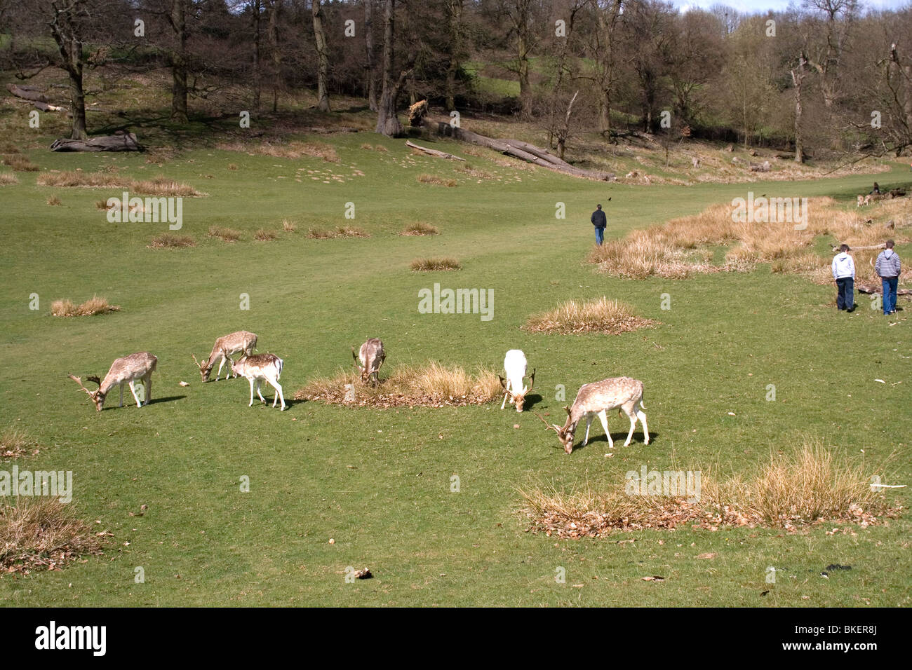 Les cerfs et les gens à Knole Park, dans le Kent, en Angleterre. Banque D'Images