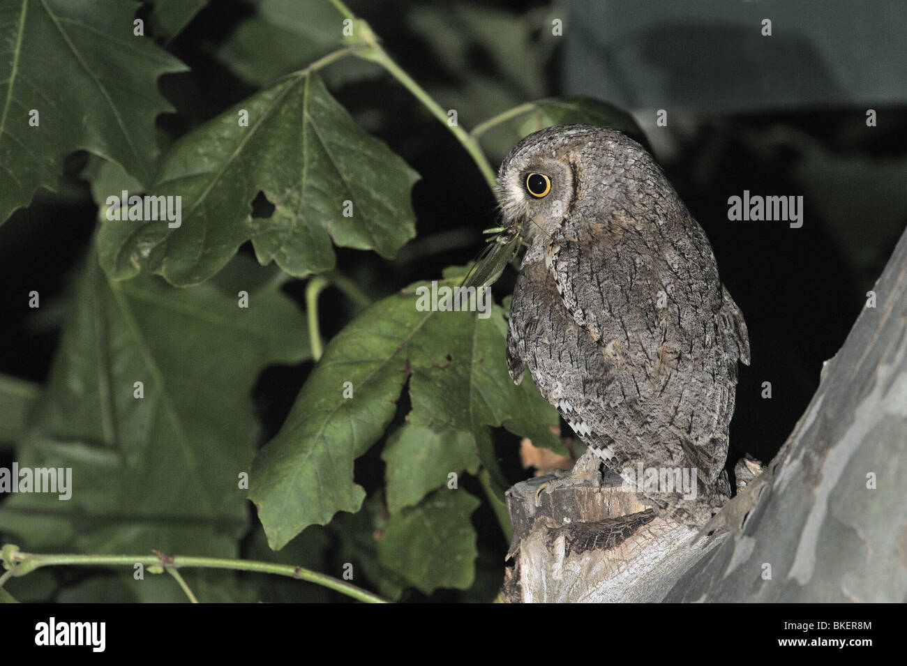 Scops owl eurasien apportant les proies (great green bush-cricket) à ses oisillons au nid Banque D'Images
