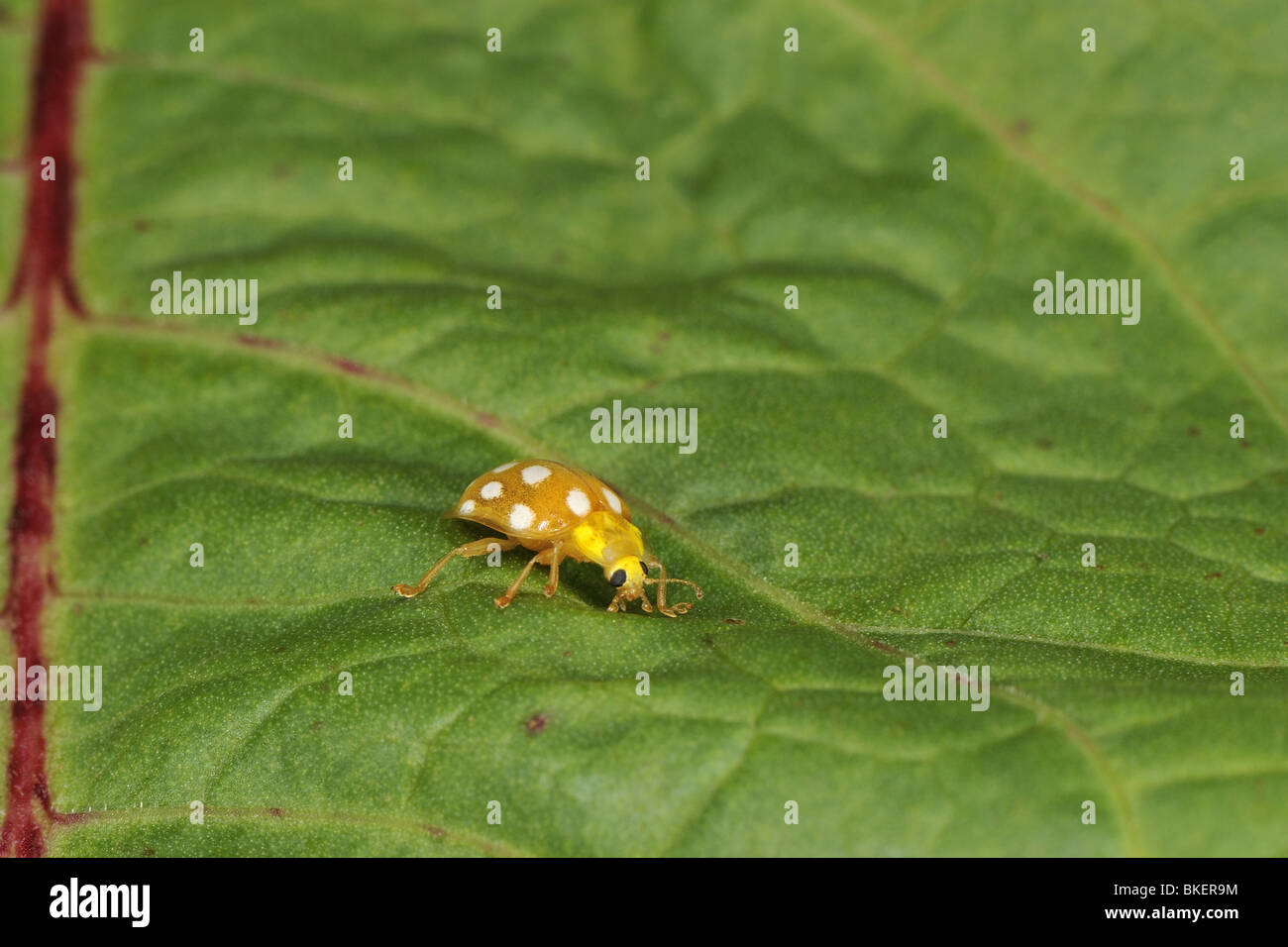 Coccinelle maculée de crème sur une feuille Banque D'Images