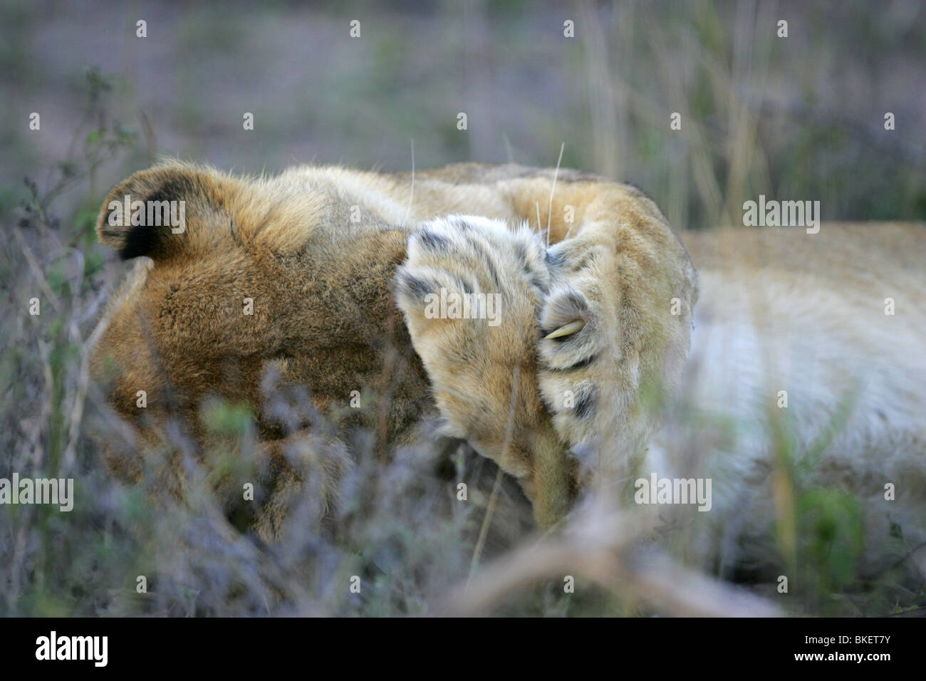 Lionne avec pattes sur le visage, Kruger Park, Afrique du Sud Banque D'Images