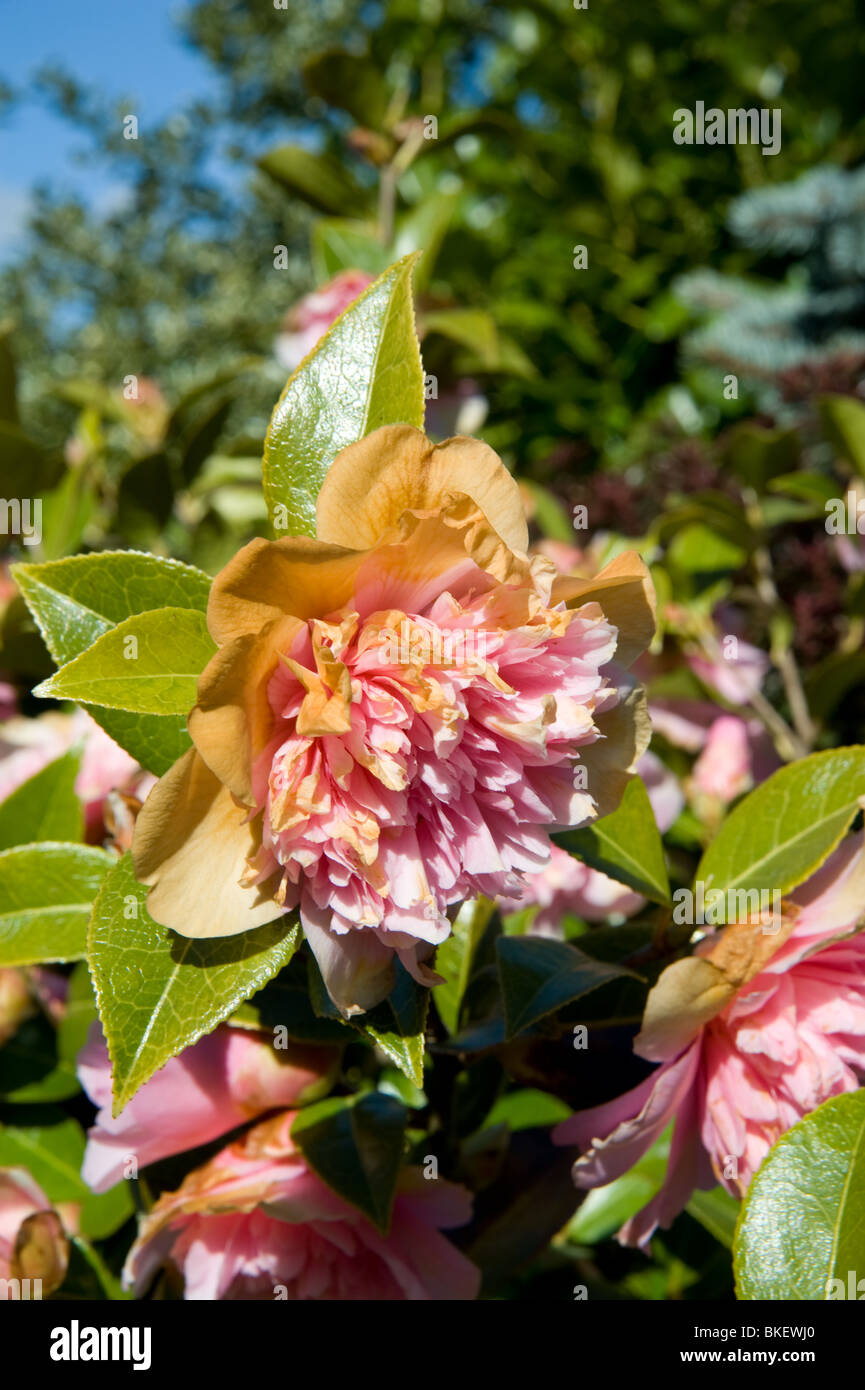 Le gel doré fleurs de camélia. Banque D'Images