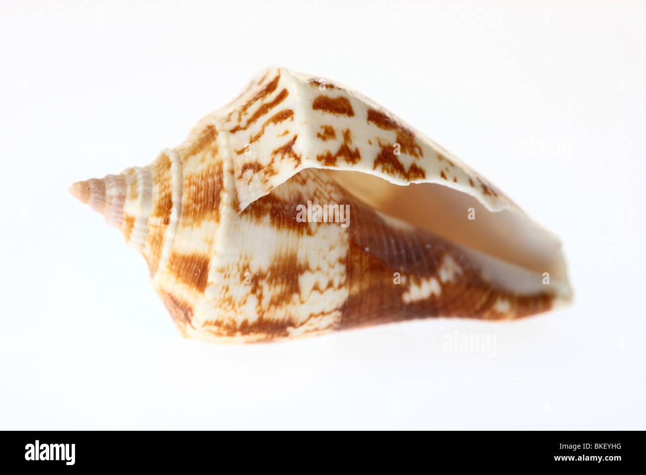 Shell, shell bivalves. Banque D'Images