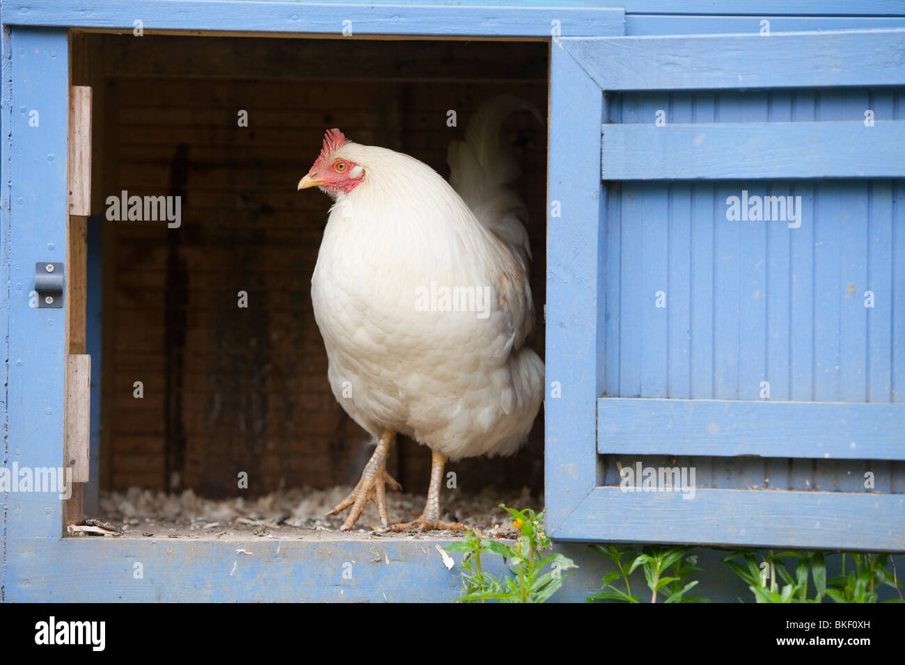 Free Range hens et un poulailler à l'rydal Hall potager communautaire, près de Ambleside, Cumbria, Royaume-Uni Banque D'Images
