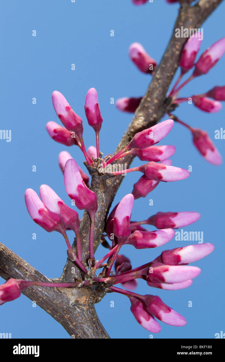 Floraison du roud de l'est (Cersis canadensis), Géorgie, États-Unis. Banque D'Images