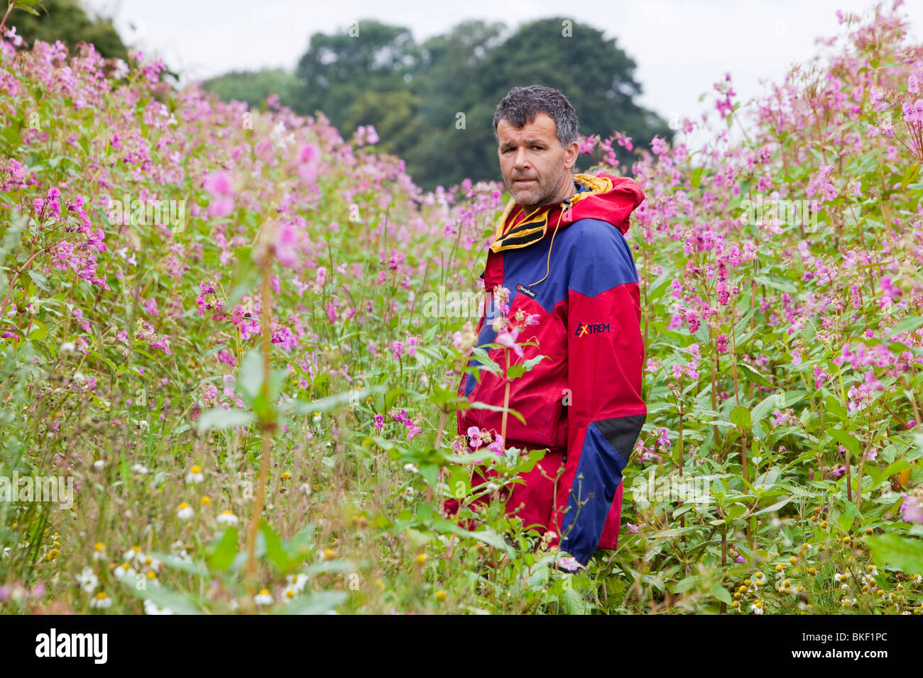 Le Dr Jeff Warburton, Département de géographie de l'Université de Durham promenades à travers l'usine étrangère très envahissante, Balsamine de l'himalaya Banque D'Images